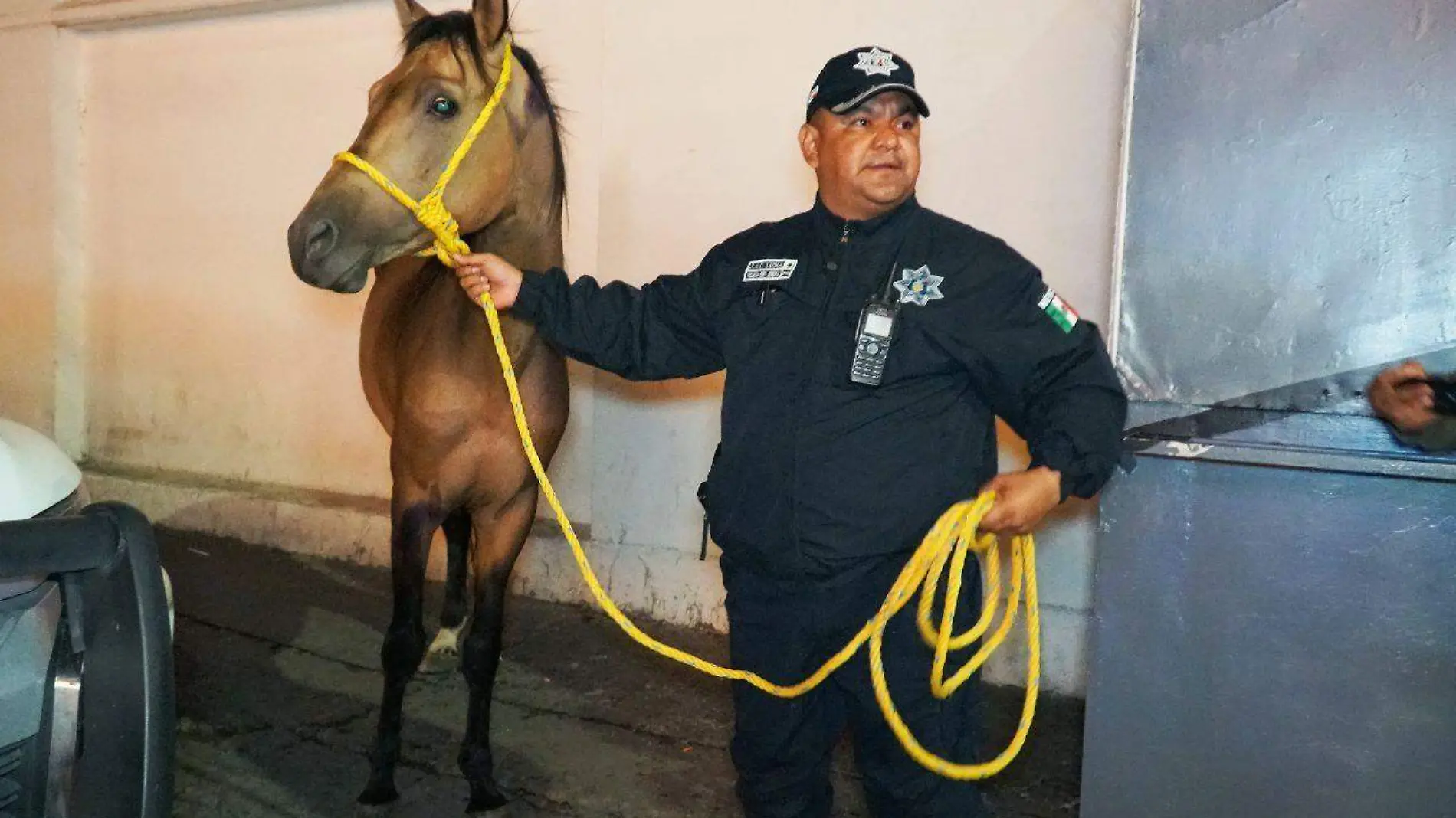 caballo rescatado